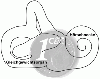 Cochlea, Innenohr