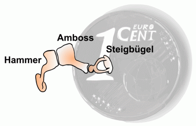 Ossikel, Mittelohr